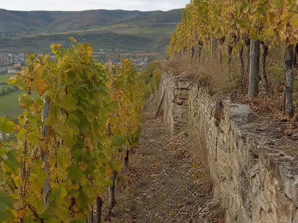Vine rows on a terraced slope